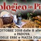 El Biologico in Piassa 2018